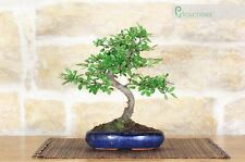 Easy Bonsai Kit - Coltivazione kit bonsai 4 diversi semi bonsai - il tuo  bellissimo albero bonsai vero 