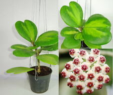 POWERS TO FLOWERS - HOYA CONTORTA, pianta vera : : Giardino e  giardinaggio