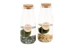 Kit Acquario Marimo Alga Palla 2-4 Cm su bottiglia da 250 ml con Tappo  Sughero