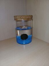 Kit Acquario Marimo Alga Palla 2-4 Cm su bottiglia da 250 ml con Tappo  Sughero